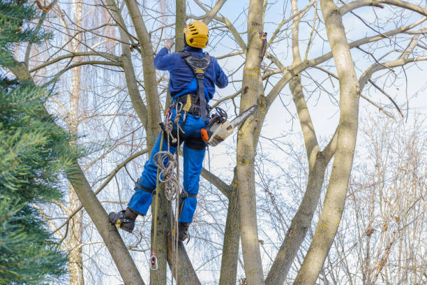 Best Root Management and Removal  in Lexington Park, MD