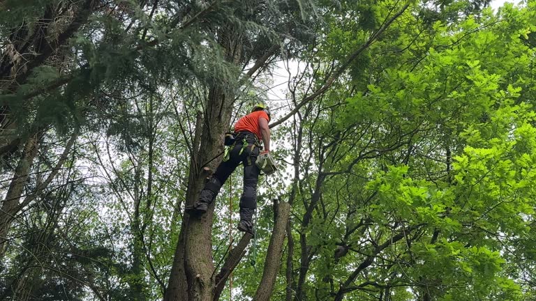 Best Tree Removal  in Lexington Park, MD